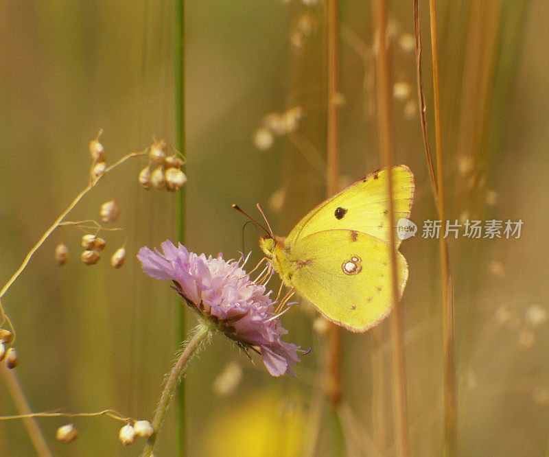 淡云黄色(Colias hyale)